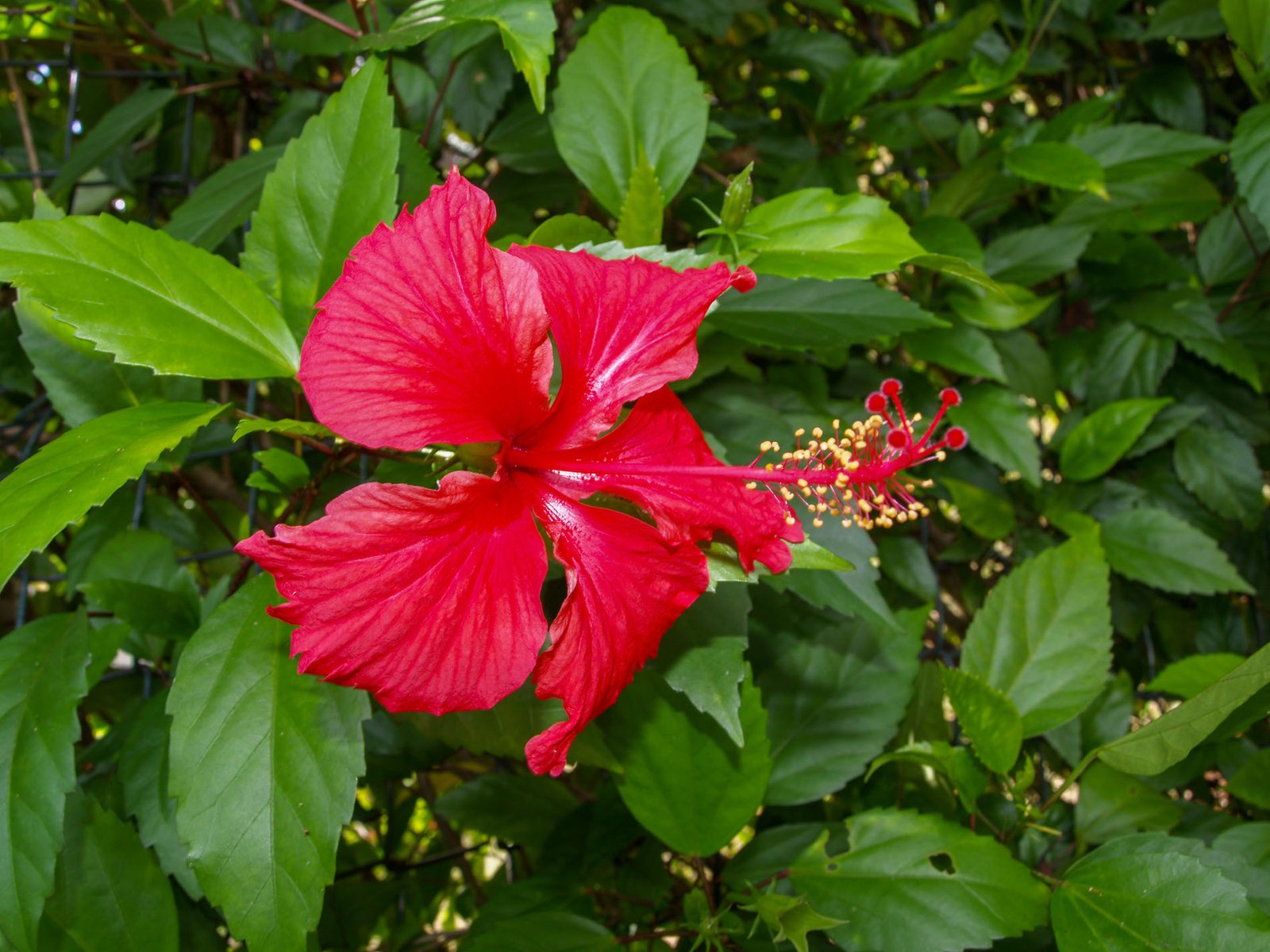Cuban Flowers 15